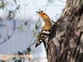 A Eurasian Hoopoe Upupa epops pecking a branch Royalty Free Stock Photo
