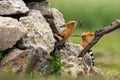 The Eurasian hoopoe Upupa epops sitting in front of a nest on the ground. A female peeks out of a ground nest in a pile of rocks Royalty Free Stock Photo