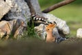 The Eurasian hoopoe Upupa epops sitting in front of a nest on the ground with a worm in its beak. Hoopoe with green background Royalty Free Stock Photo