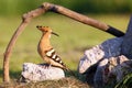 The Eurasian hoopoe Upupa epops sitting on the ground by the nest in a pile of stones with a green background Royalty Free Stock Photo