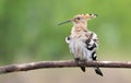 Eurasian hoopoe, Upupa epops. A young bird sits on a branch, feathers fluffed up