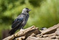 Eurasian Jackdaw