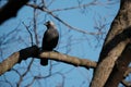 Eurasian Jackdaw bird in nature on a branch. Black bird in nature resting on a tree, natural environment