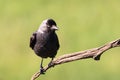 Jackdaw against a green background