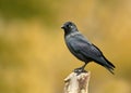 Eurasian Jackdaw perched on a wooden post