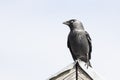 Eurasian jackdaw sitting top of roof