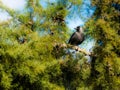 Eurasian Jackdaw Sunbathing