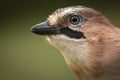 Eurasian Jay Royalty Free Stock Photo