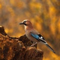 Eurasian jay with a acorn 2. Royalty Free Stock Photo