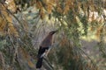 Lithuania, 29th of October, 2023, Eurasian jay on an autumnal tree Royalty Free Stock Photo