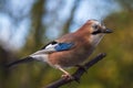 Eurasian jay bird Garrulus glandarius perched on a branch, Autumn colors Royalty Free Stock Photo