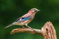 Eurasian jay bird Garrulus glandarius perched on a branch, Summer colors