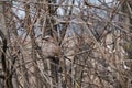 Eurasian jay bird on the tree, fluffy bird close up hiding