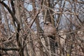 Eurasian jay bird on the tree, fluffy bird close up hiding
