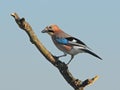 Eurasian jay on a branch Royalty Free Stock Photo