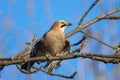eurasian jay on branch Royalty Free Stock Photo
