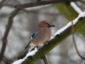 Eurasian jay on a branch in a snowy winter setting Royalty Free Stock Photo