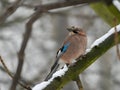 Eurasian jay on a branch in a snowy winter setting Royalty Free Stock Photo