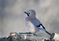 Eurasian jay close up portrait Royalty Free Stock Photo