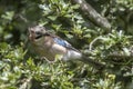 Eurasian Jay looking inquisitive perched in the tree