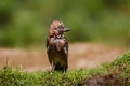 Eurasian Jay drying after taking a bath in the forest in the Netherlands Royalty Free Stock Photo