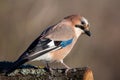 Eurasian Jay