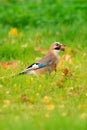 Eurasian Jay Feeding on an Acorn in Autumn Royalty Free Stock Photo