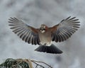 Eurasian jay flying against a winter pine branch Royalty Free Stock Photo