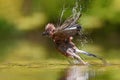 Eurasian Jay flying away after taking a bath in the forest in the Netherlands Royalty Free Stock Photo