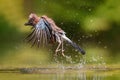 Eurasian Jay flying away after taking a bath in the forest in the Netherlands Royalty Free Stock Photo