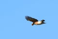 Eurasian jay flying with a nut in the blue sky. Royalty Free Stock Photo