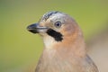 Eurasian Jay - Gaio - Garrulus glandarius Royalty Free Stock Photo