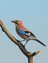 Eurasian jay (Garrulus glandarius) Royalty Free Stock Photo