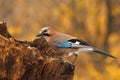 Eurasian jay (Garrulus glandarius) Royalty Free Stock Photo