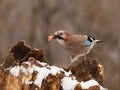 Eurasian jay (Garrulus glandarius) 2. Royalty Free Stock Photo