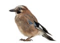 Eurasian Jay, Garrulus glandarius, 8 years old Royalty Free Stock Photo