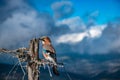 Eurasian Jay Garrulus Glandarius on a blue background sky Royalty Free Stock Photo