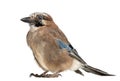 Eurasian Jay, Garrulus glandarius Royalty Free Stock Photo