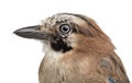 Eurasian Jay, Garrulus glandarius Royalty Free Stock Photo