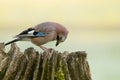 Eurasian Jay (Garrulus glandarius)