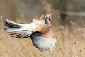 Eurasian jay Garrulus glandarius in flight with prey in beak Royalty Free Stock Photo