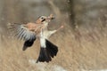 Eurasian jay Garrulus glandarius in flight with prey in beak Royalty Free Stock Photo