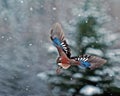 Eurasian jay, Garrulus glandarius flying in falling snow
