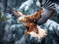 Eurasian jay, Garrulus glandarius flying in falling snow Royalty Free Stock Photo