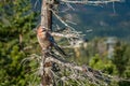 Jay resting on a beautiful autumn day Royalty Free Stock Photo