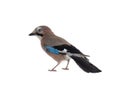 Eurasian jay isolated on white background Royalty Free Stock Photo