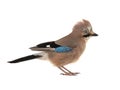 Eurasian jay isolated on white background Royalty Free Stock Photo