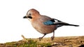 Eurasian jay, garrulus glandarius, isolated on white background Royalty Free Stock Photo