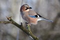 Eurasian jay looks back bright sunny day.