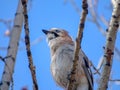 Eurasian Jay Garrulus glandarius perched on a tree branch in a bright April day Royalty Free Stock Photo